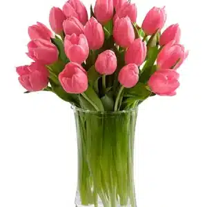 Hot Pink Tulips