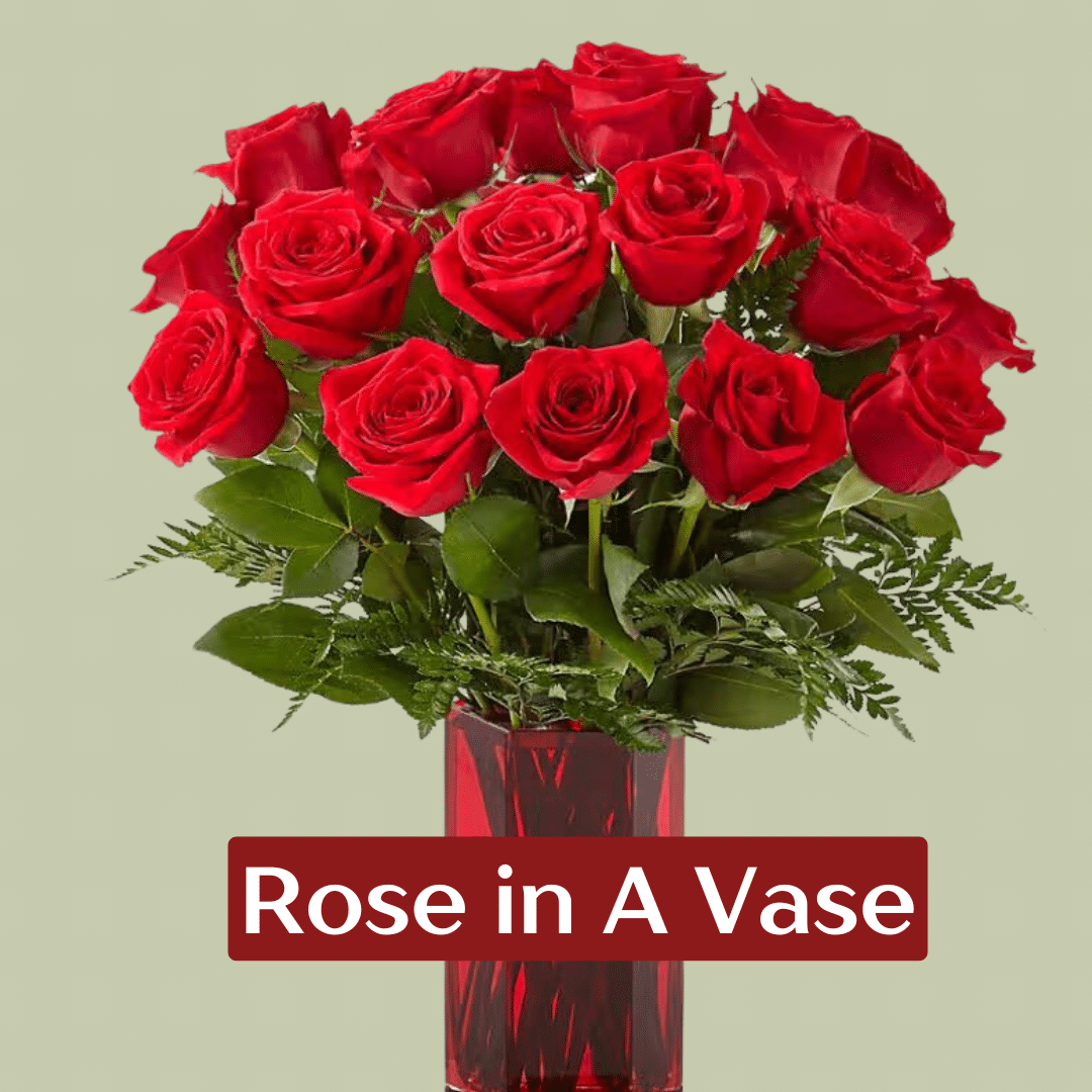 rose in vase