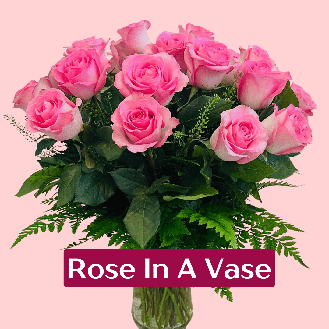 rose in vase