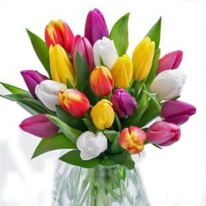 Multicolor Tulip in vase
