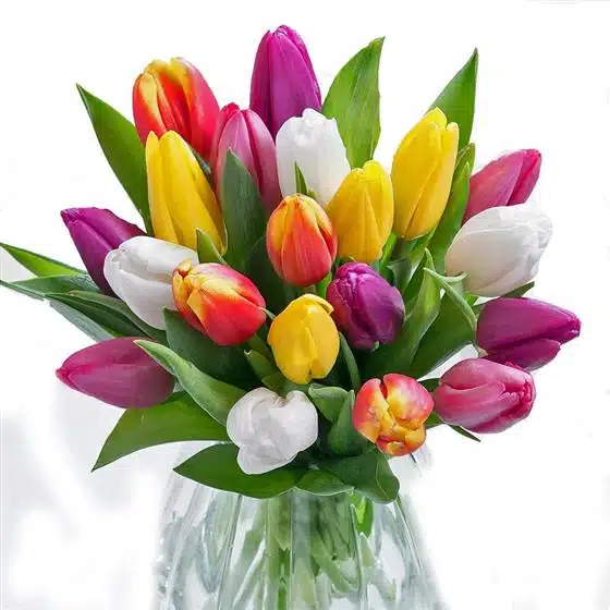 Multicolor Tulip in vase