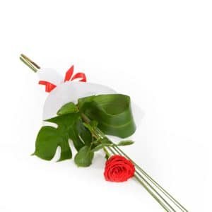 Single Red Rose
