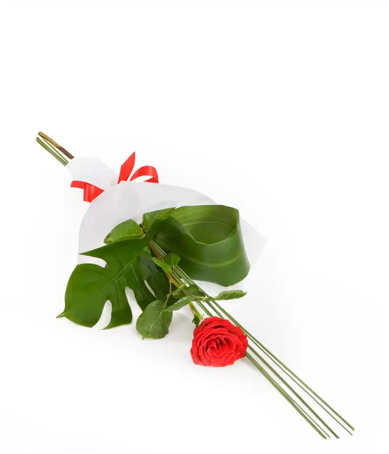 Single Red Rose