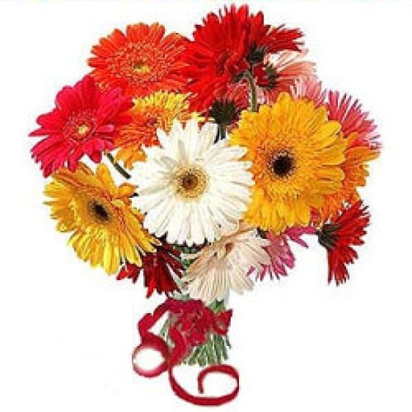 Colorful Gerberas