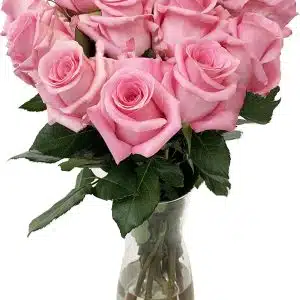 Inca Rose