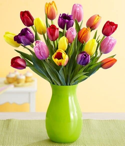 Mixed Tulip Collection