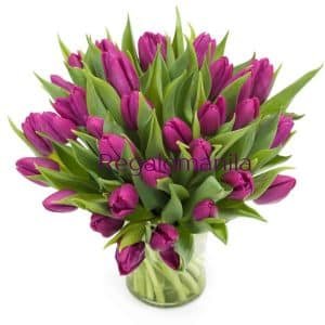 Passionate Purple Tulips