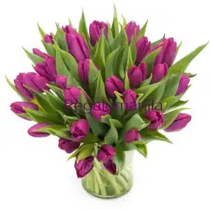 Passionate Purple Tulips