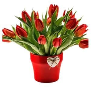 Red Tulip Vase