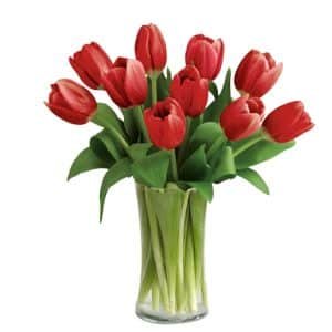 Royal Red Tulip