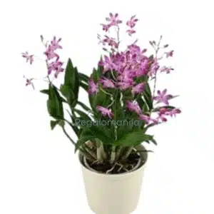 Bamboo-orchid