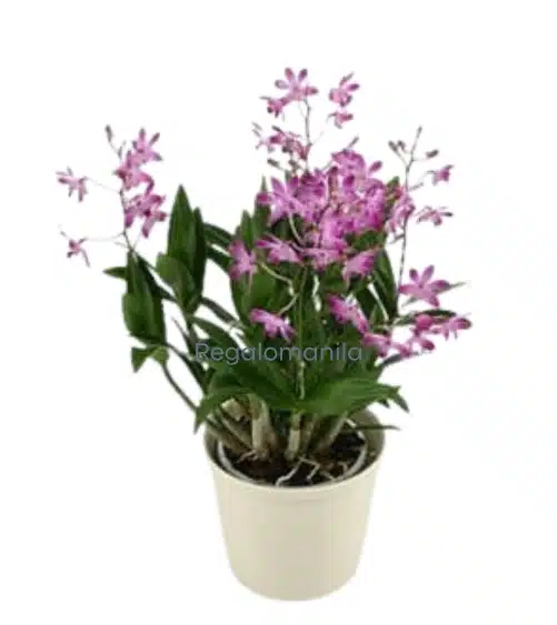Bamboo-orchid