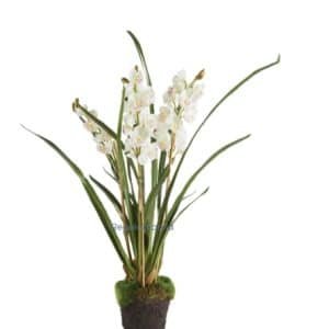 Beautiful Cymbidium