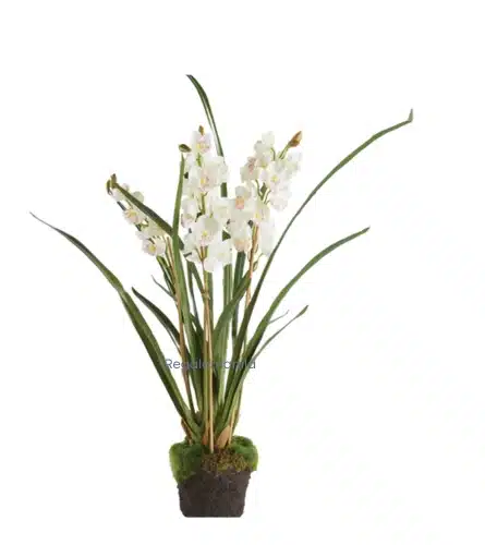 Beautiful Cymbidium