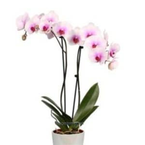 Butterfly orchid