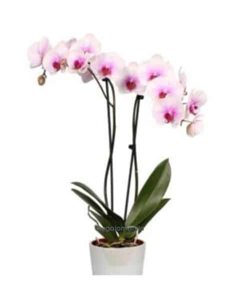 Butterfly orchid