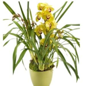 Cymbidium Orchid