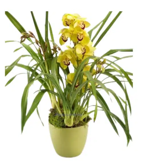 Cymbidium Orchid