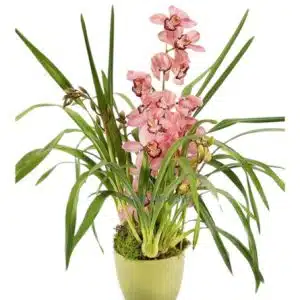 Cymbidium Pink