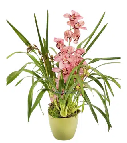 Cymbidium Pink