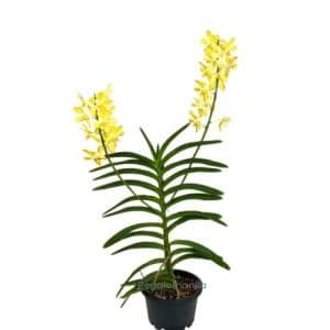 Dendrobium Anna Orchid