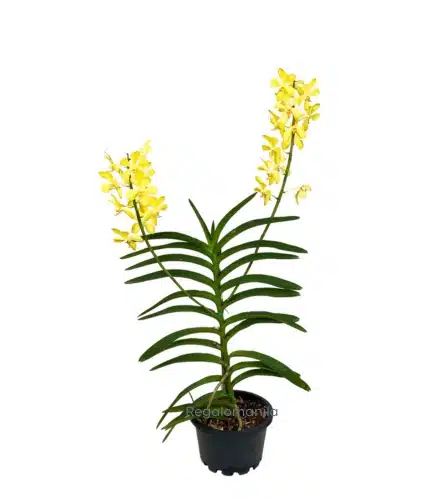 Dendrobium Anna Orchid