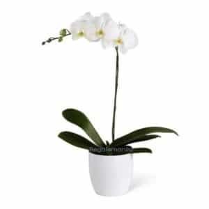 Dendrobium White Orchids