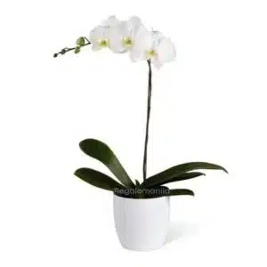 Dendrobium White Orchids