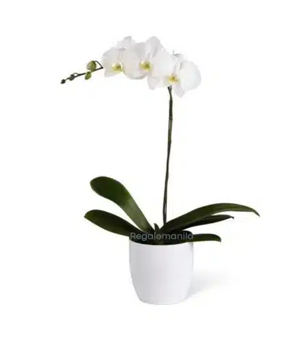Dendrobium White Orchids