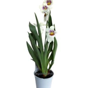 Miltonia Orchid