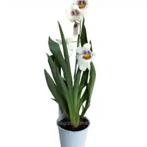 Miltonia Orchid
