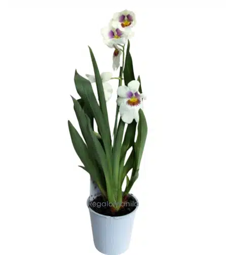 Miltonia Orchid