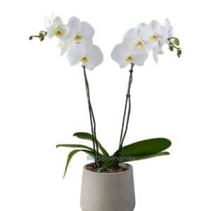 Phalenopsis White Orchids
