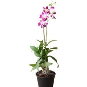 The Dendrobium