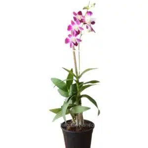 The Dendrobium