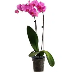 The Phalaenopsis