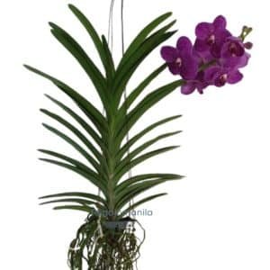 The Vanda Blue Magic