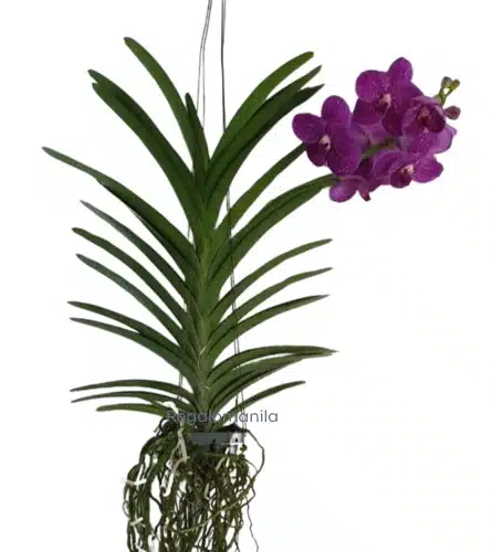 The Vanda Blue Magic