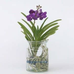 Vanda Orchids in vase