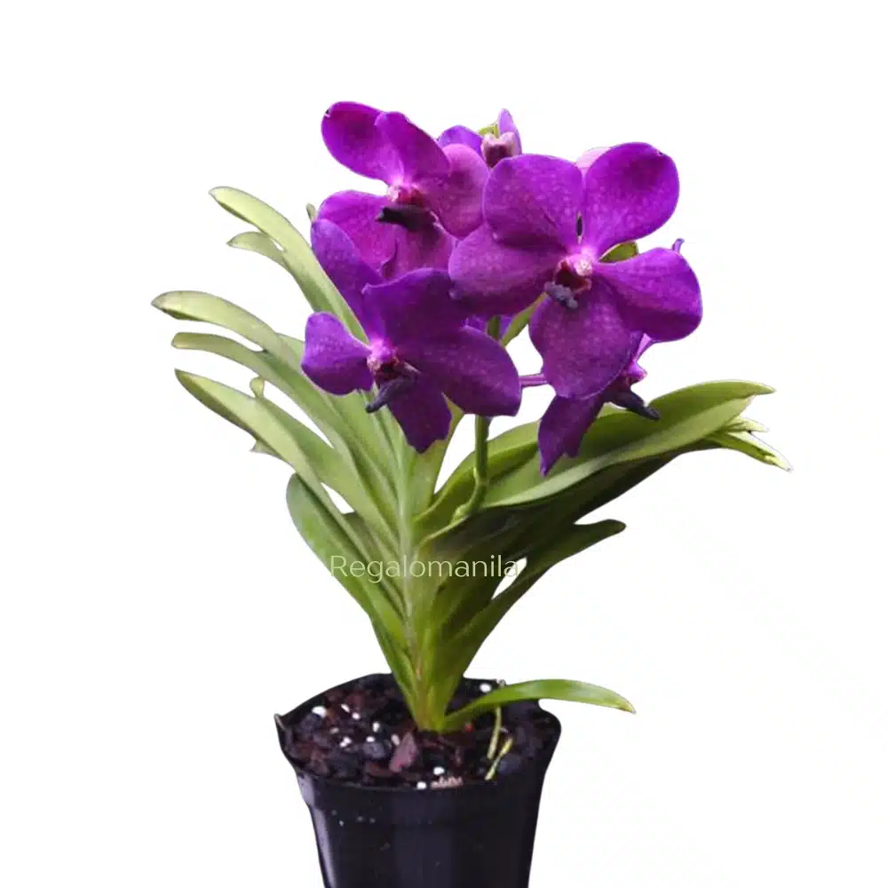 Vivid Pink Orchid