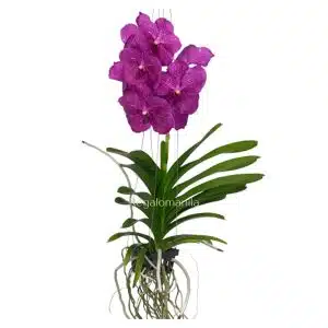 Vanda Orchids Pink