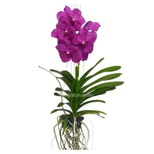 Vanda Orchids Pink