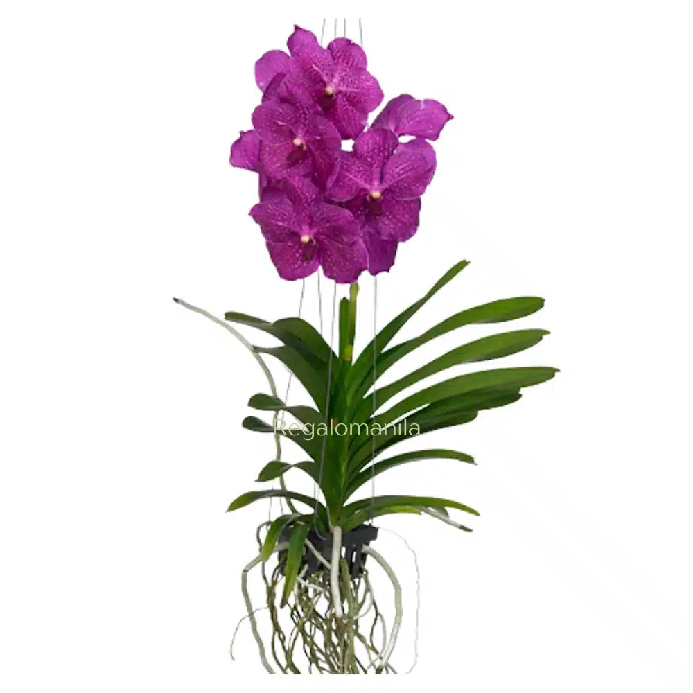 Vanda Orchids Pink