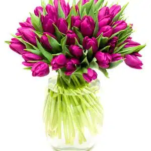 Purple Tulips