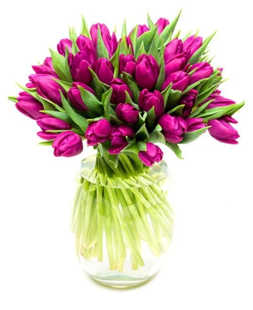 Purple Tulips