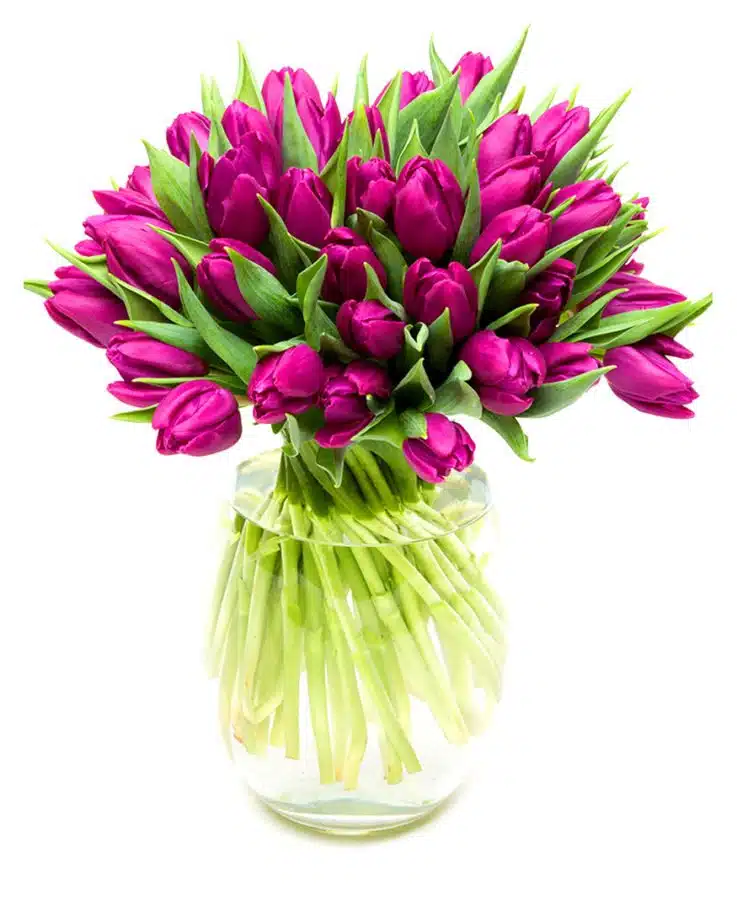 Purple Tulips