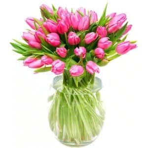 Precious Pink Tulips