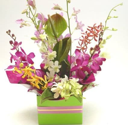 Orchid Arrangement In Kraft Box
