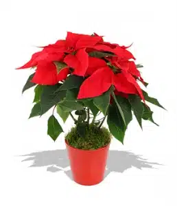 Christmas Poinsettia