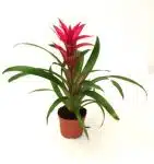 Guzmania Grand Prix